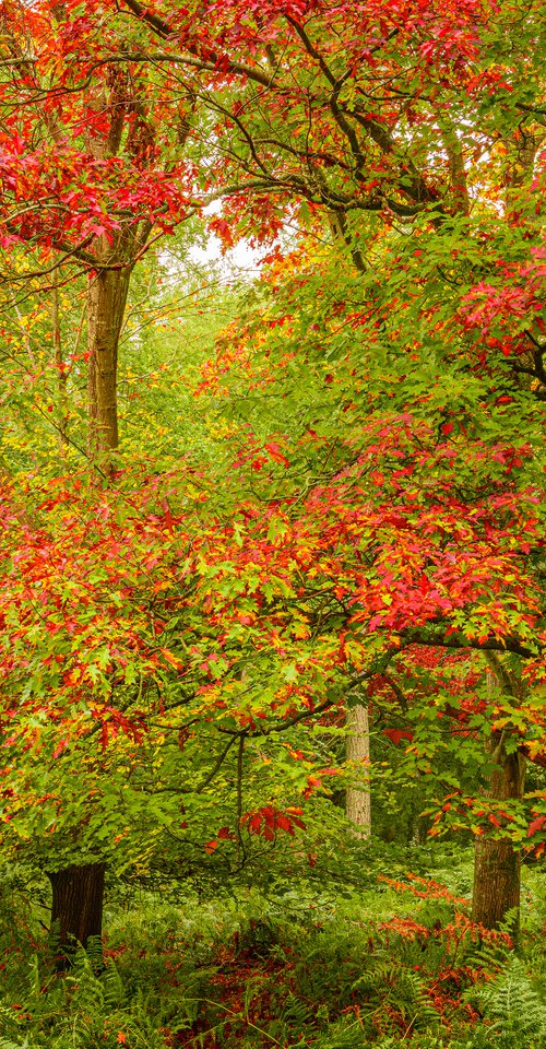 Chlorophyll Breakdown by Nigel Hudson