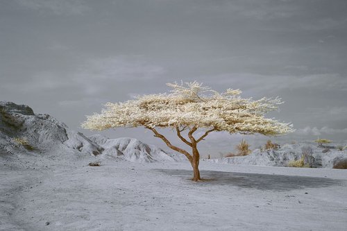 Tatacoa Tree by Ed Watts