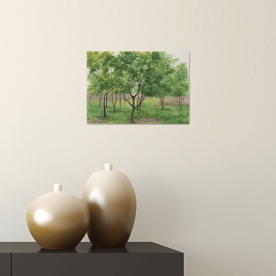 Mahogany tree grove