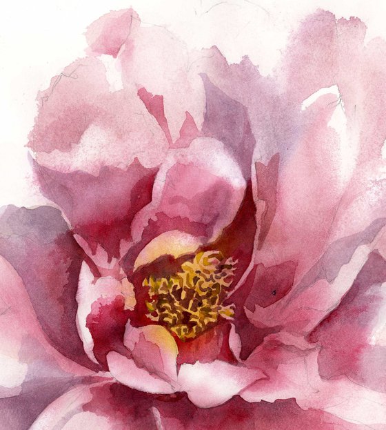 peony in pink watercolor floral