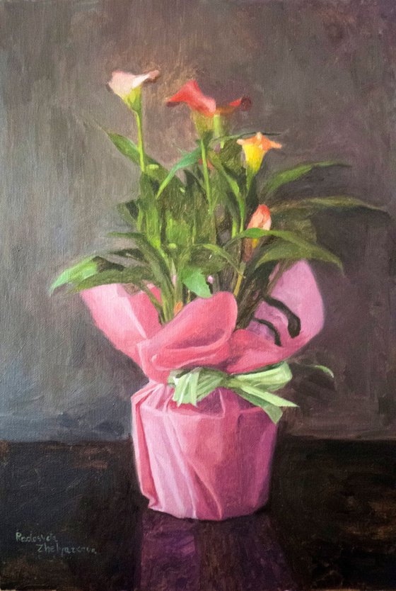 Cyclamen Calla lily