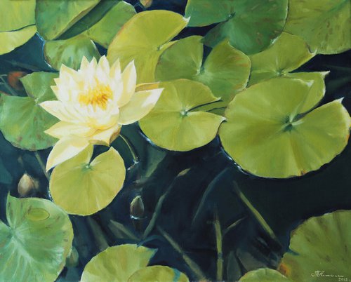 Yellow Water Lily by Tatiana Alekseeva