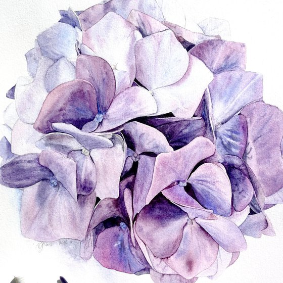 Violet Hydrangea