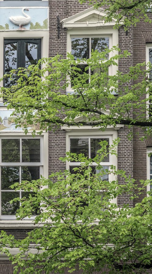 THE GREEN BETWEEN HOUSES by Fabio Accorrà
