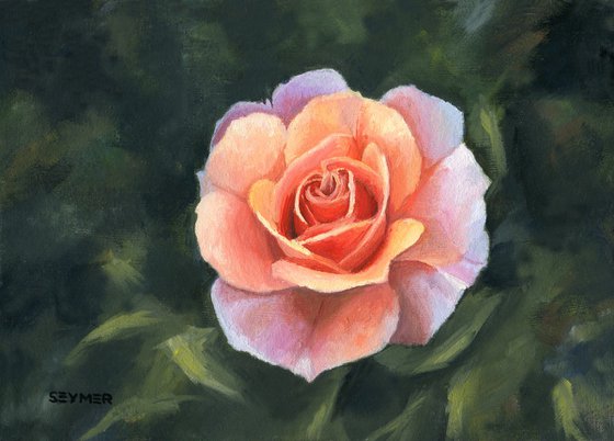 Little pink rose flower still life