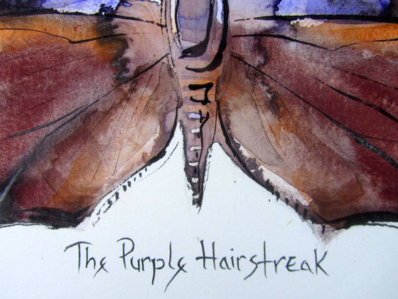 The Purple Hairstreak (Thecla Quercus)