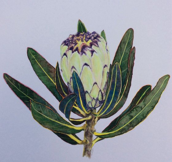 Protea neriifolia cream Mink