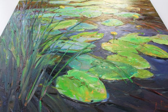 Water lilies pond