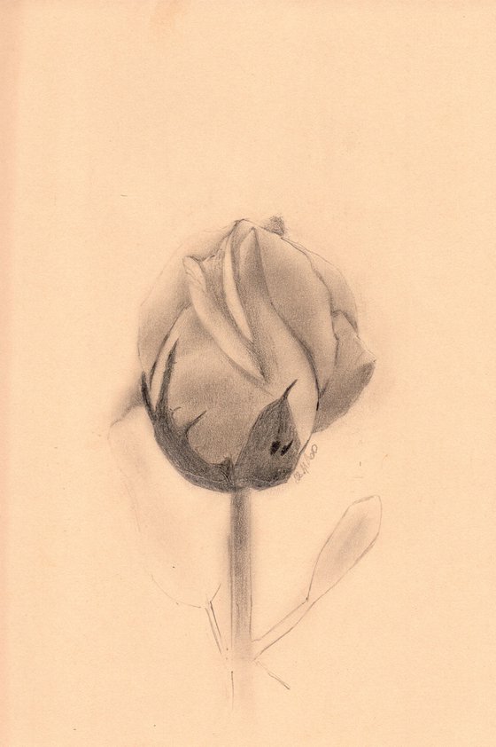 An Unopened Flower Of A Rose - original pencil drawing on toned paper