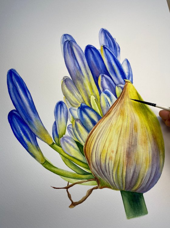 Agapanthus
