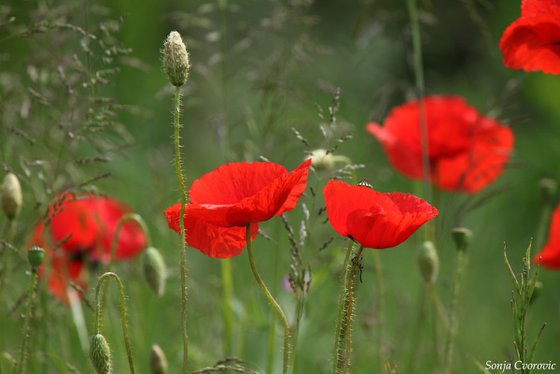 Poppies in the field