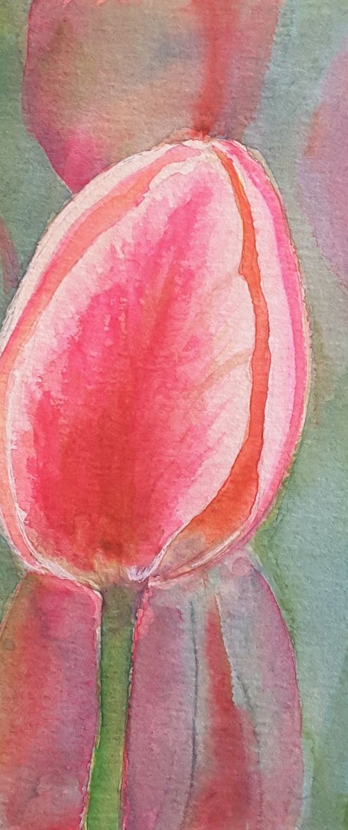 Pink tulip by Francesca Licchelli