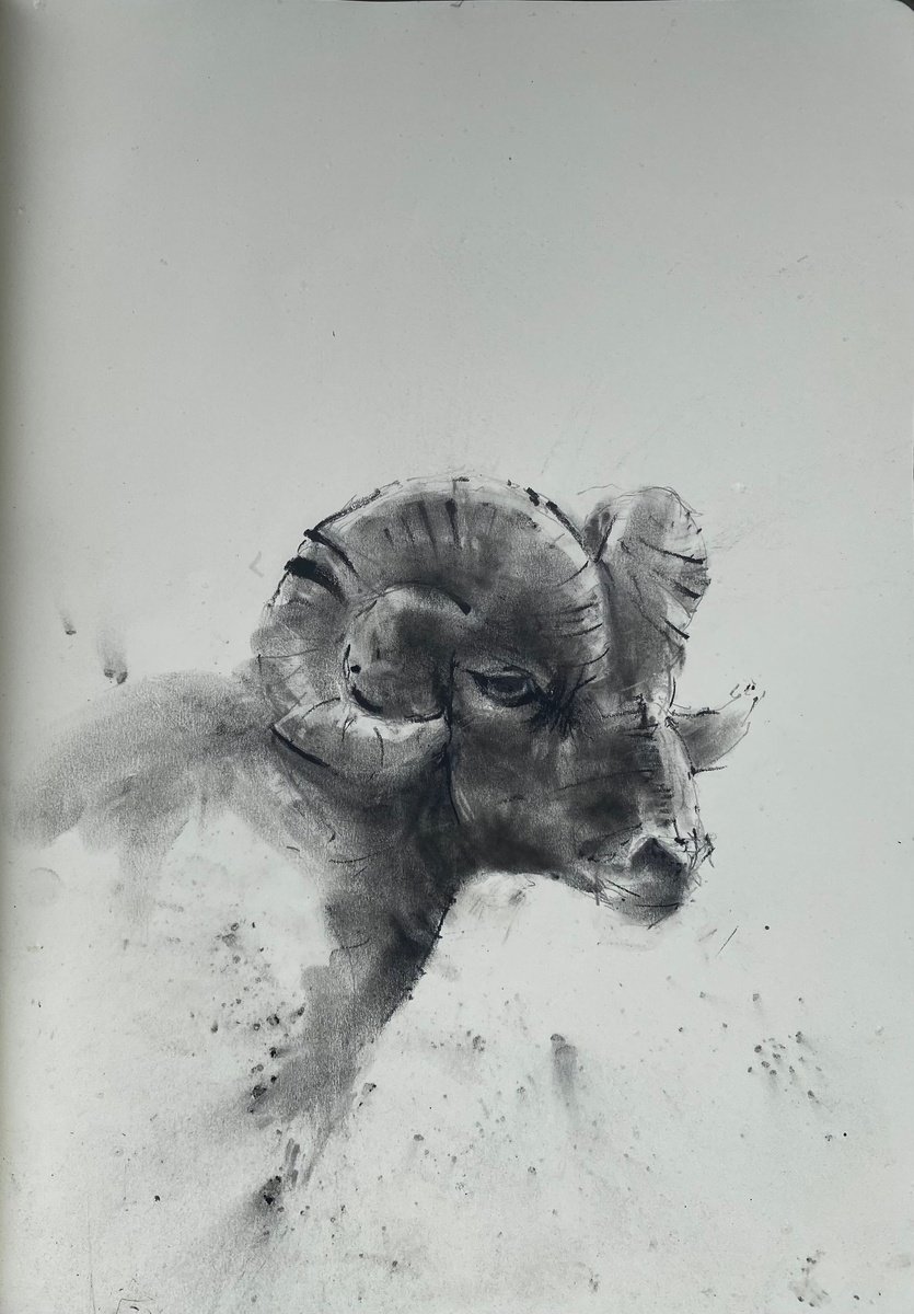 A young swaledale ram-. by Paul Mitchell