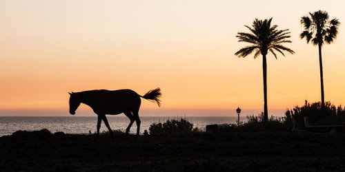 ZAHARA HORSE 1. by Andrew Lever