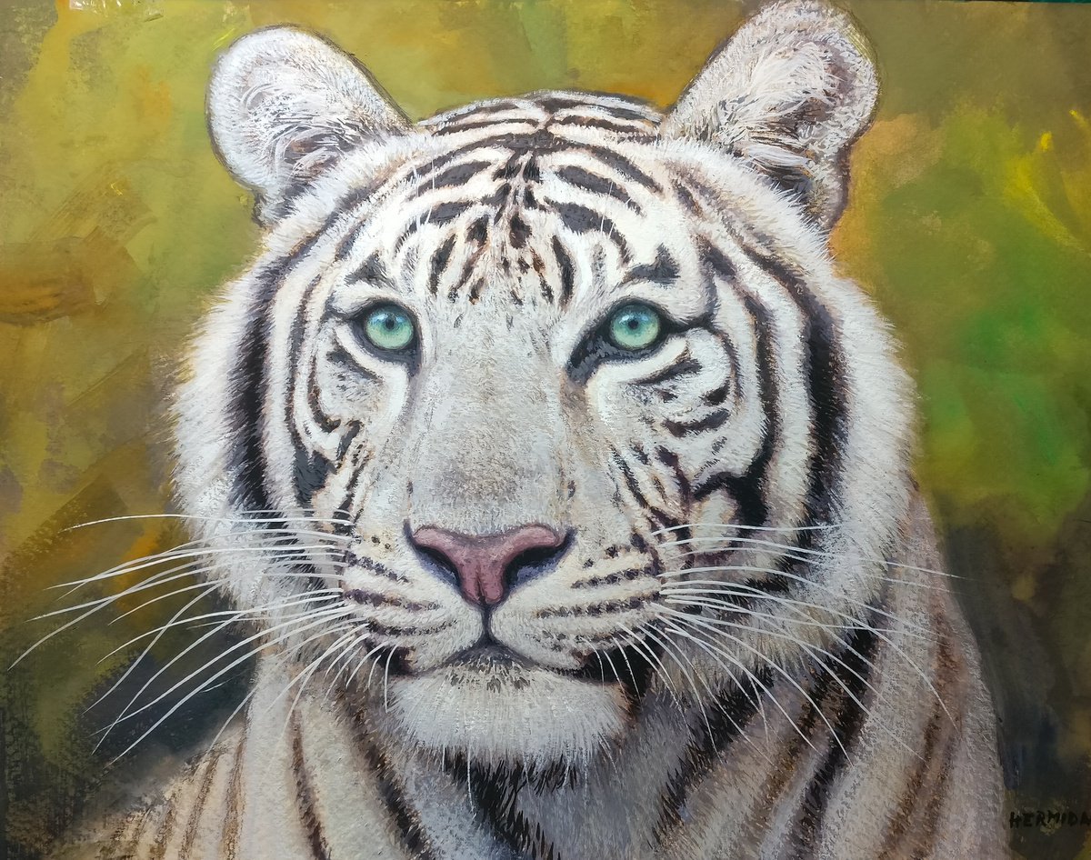 White tiger by Gabriel Hermida