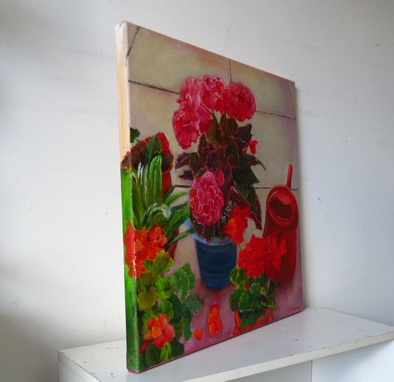 Geraniums and Begonias