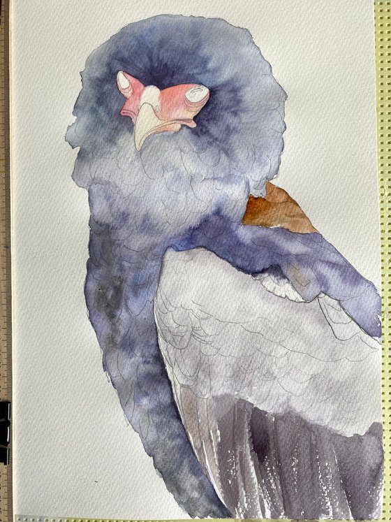 Ruffled Majesty: Portrait of the Bateleur Eagle 3