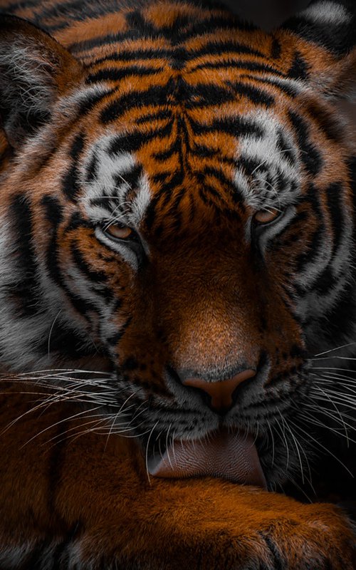 The hypnotic gaze of a Tiger. by MINDIA MIDELASHVILI