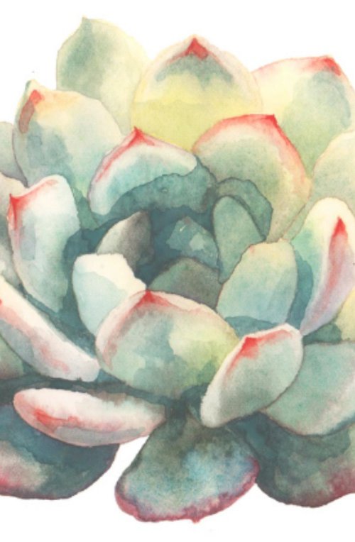 Succulent Art - UK Artist by Alison Fennell