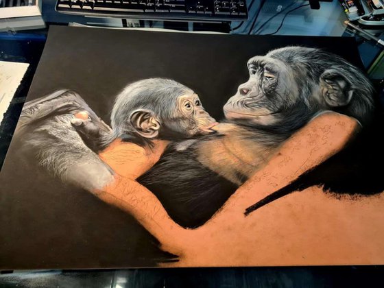 ,, Mother's Love'' realism gorillas pastel on pastelmat