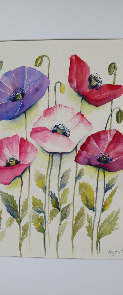 Poppies by Angela Rendall