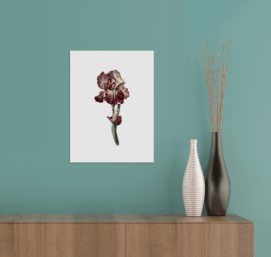 Burgundy iris flowers Painting
