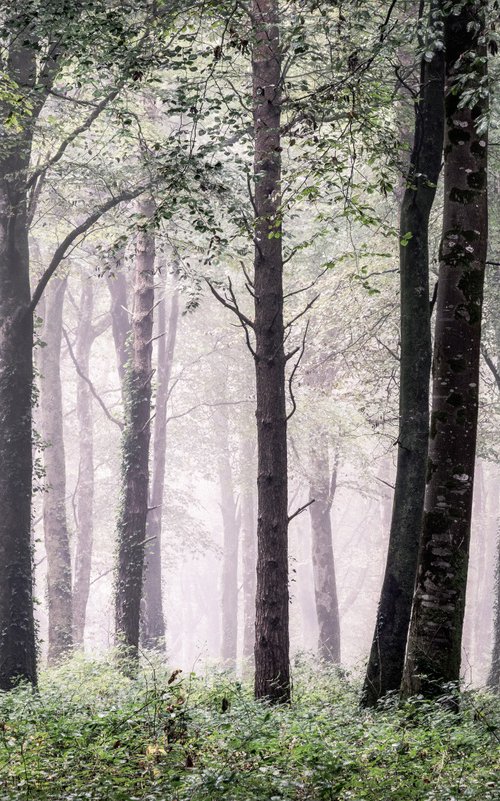 Cornish Misty Wood by Paul Nash