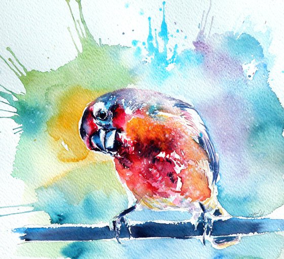 Cute bird