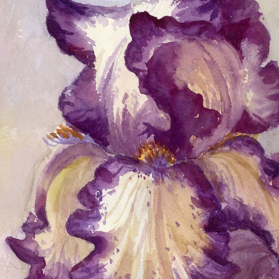 Terry irises