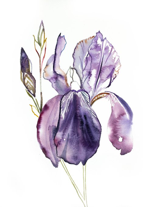 Iris No. 126 by Elizabeth Becker