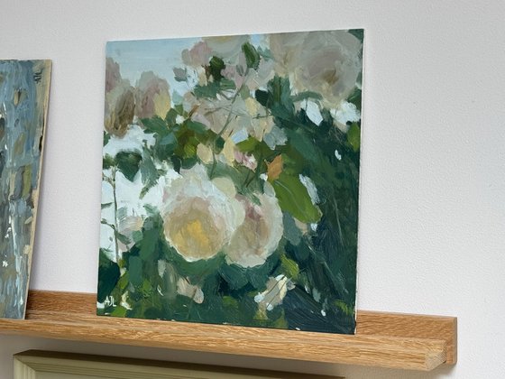 Iceberg Roses, Evening Light