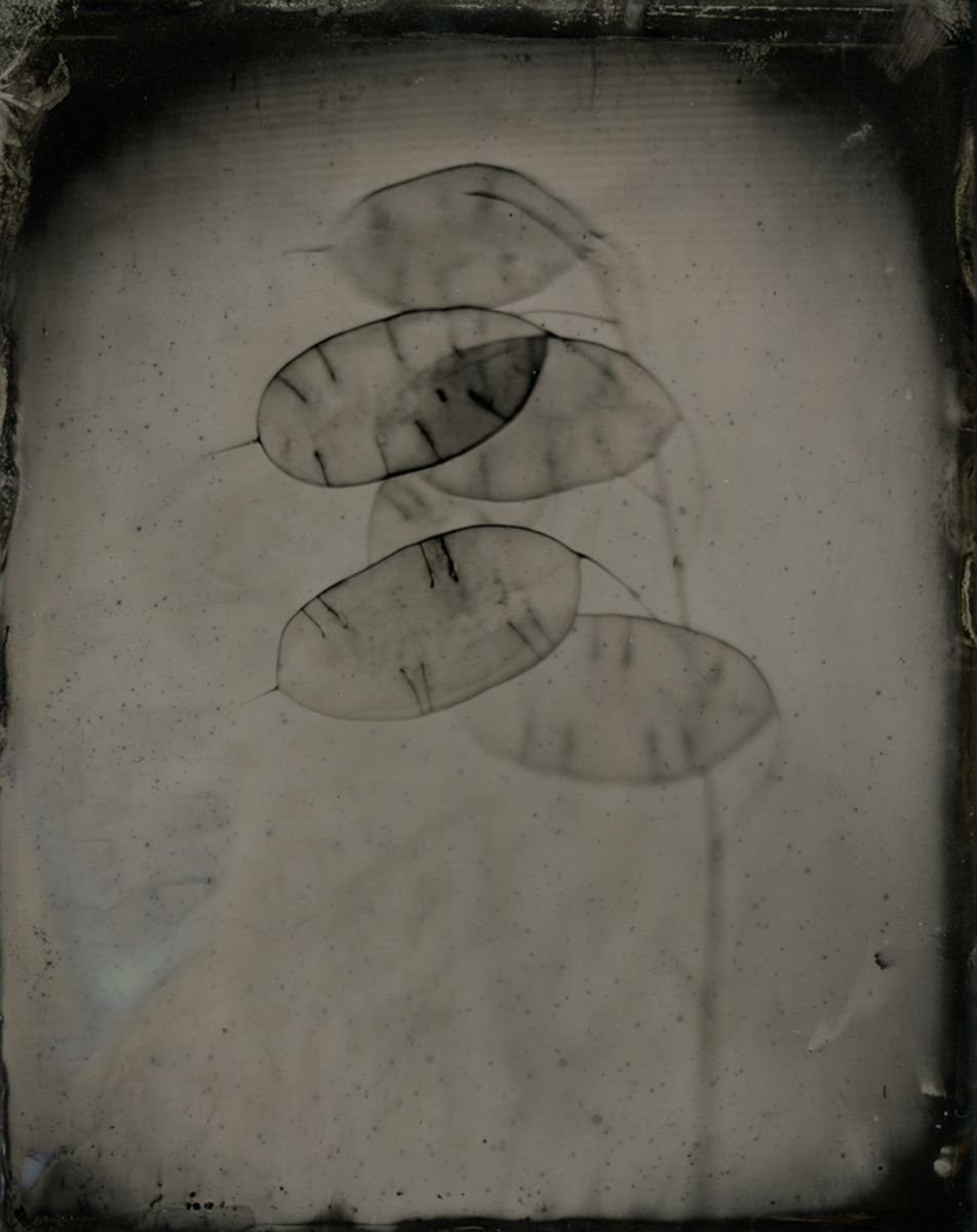 Photorealistic Botanical Photograph By Nicolas Laborie, 8 X 10", Honesty, Original Artwork