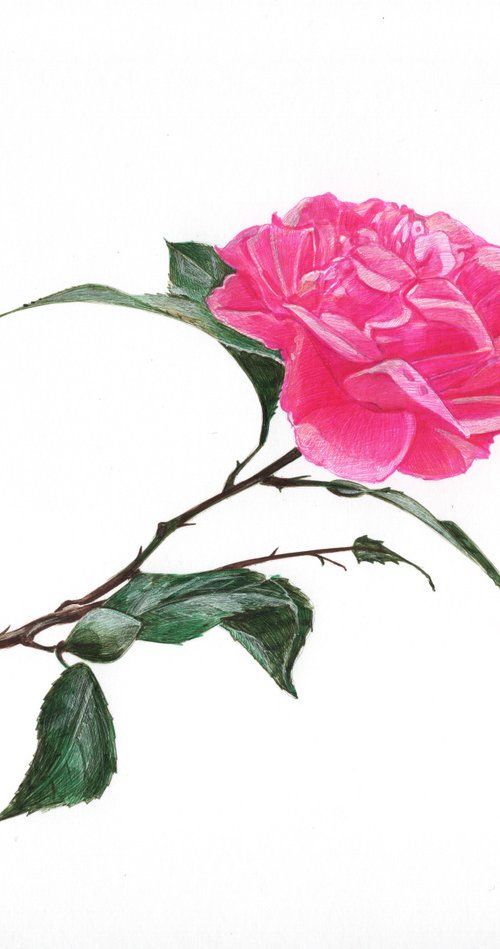 Rose Flower by Daria Maier