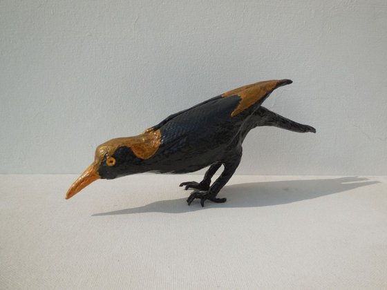 Male Regent Bowerbird