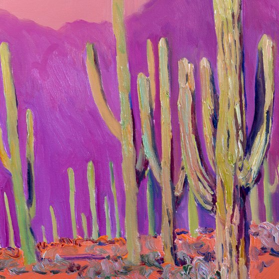 Saguaros. Desert Evening