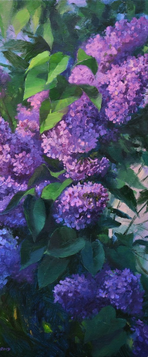 Lilac in the yard by Ruslan Kiprych