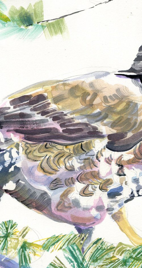 Spruce grouse watercolour by Hannah Clark