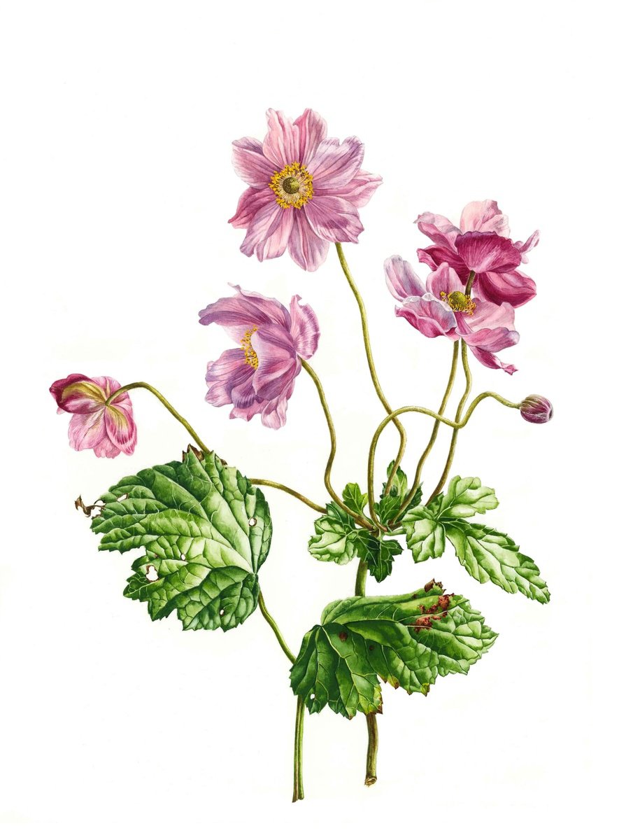 Photorealistic Watercolour , Wind Flowers By Zoe Elizabeth Norman, 20 X 16, Artwork For Sale On Artfinder