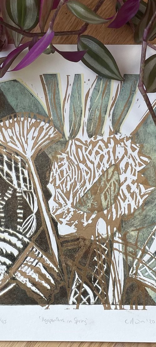 Agapanthus in Spring Linocut by C Staunton