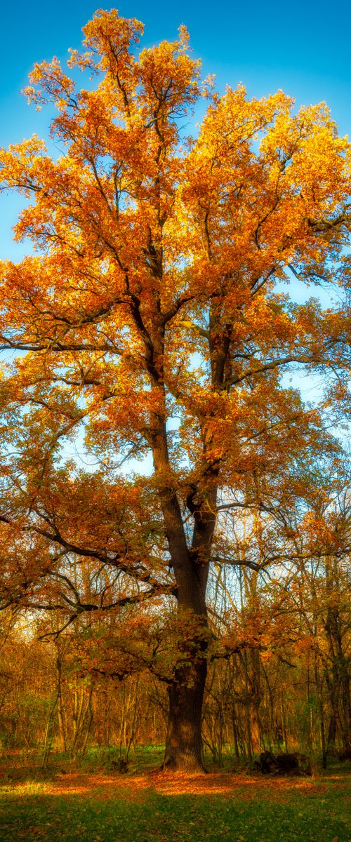 Golden oak by Vlad Durniev