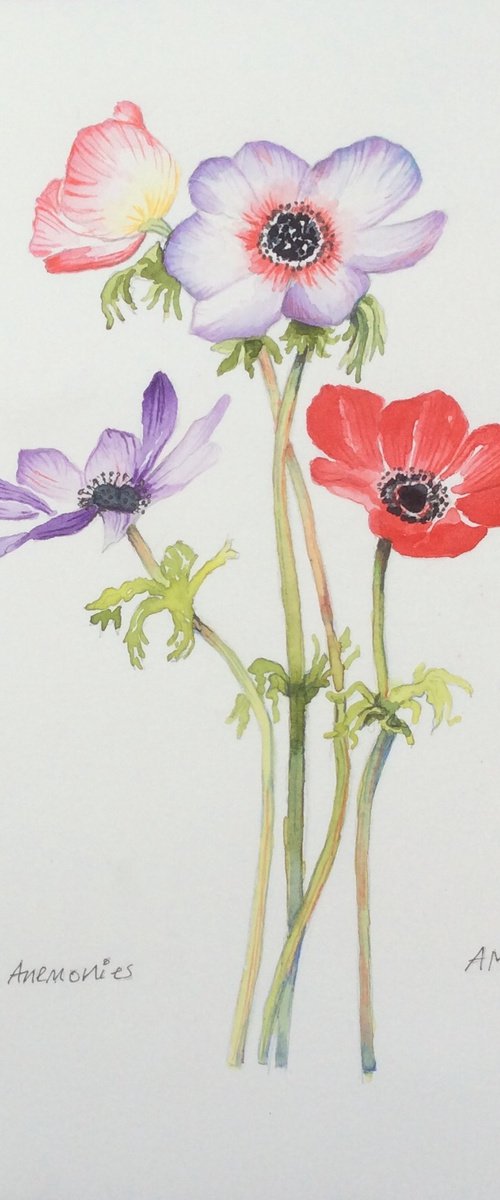 Anemonies by Angela Rendall