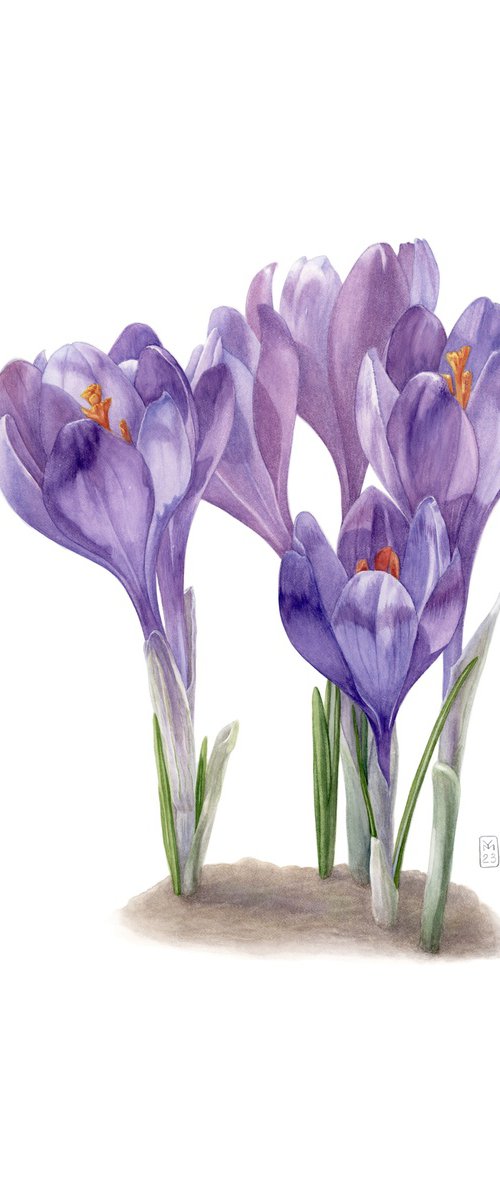 Crocuses by Yuliia Moiseieva