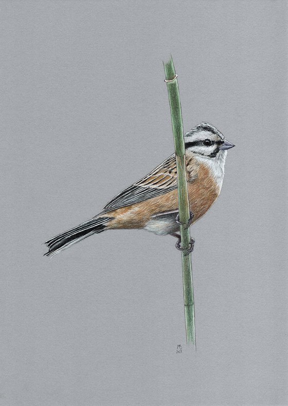 Original pastel drawing bird "Rock bunting"