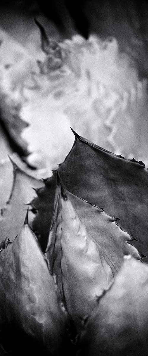 Agave, Sonoran Desert by Heike Bohnstengel