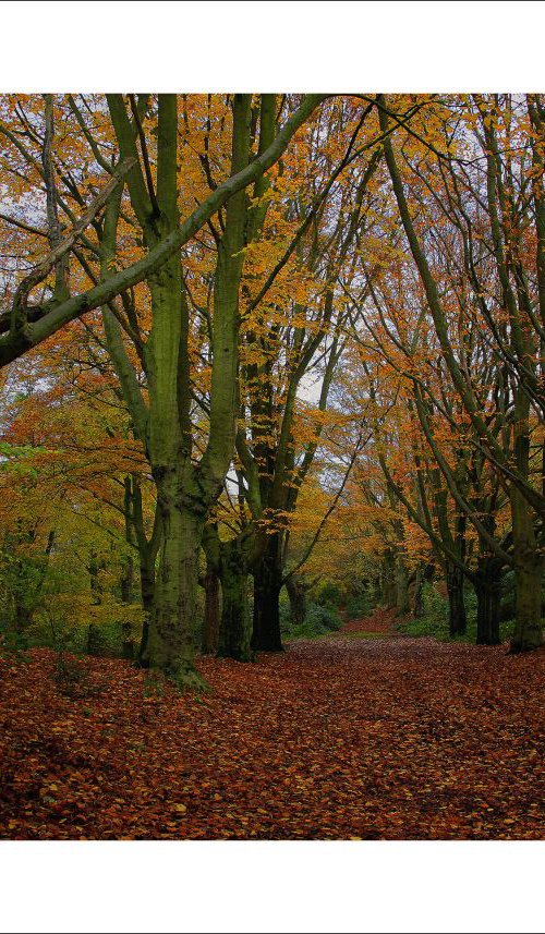 Autumn Path by Martin  Fry