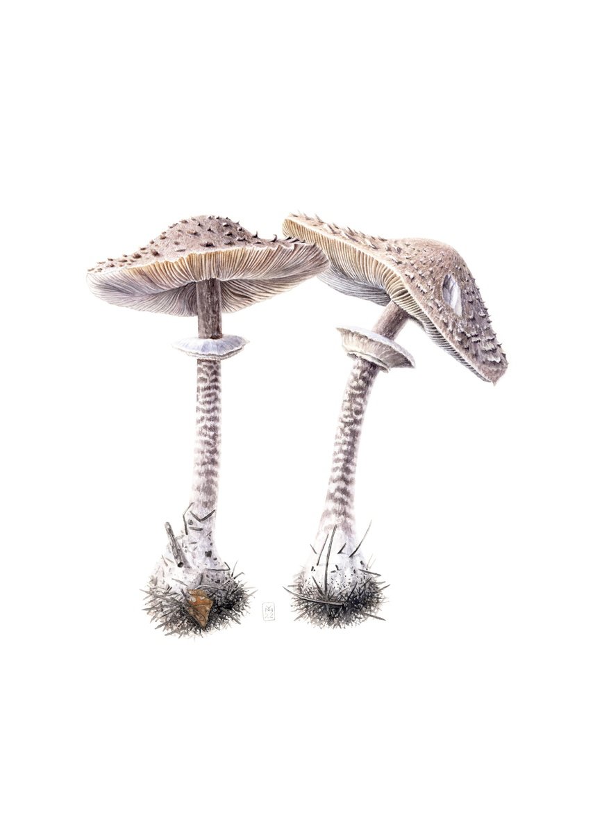 Photorealistic Watercolour , Parasol Mushrooms By Yuliia Moiseieva, 15 X 21, Artwork For Sale On Artfinder