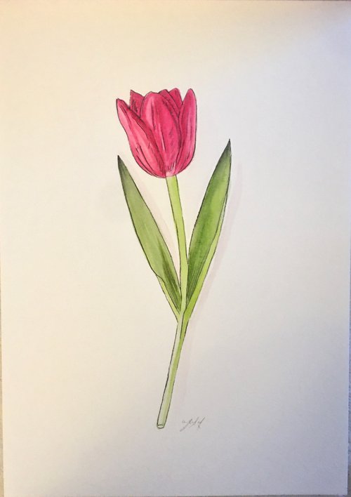 Pink tulip by Amelia Taylor