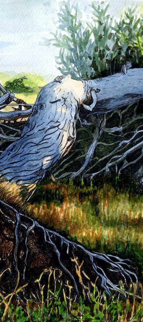 UPROOTED TREE by Nives Palmić