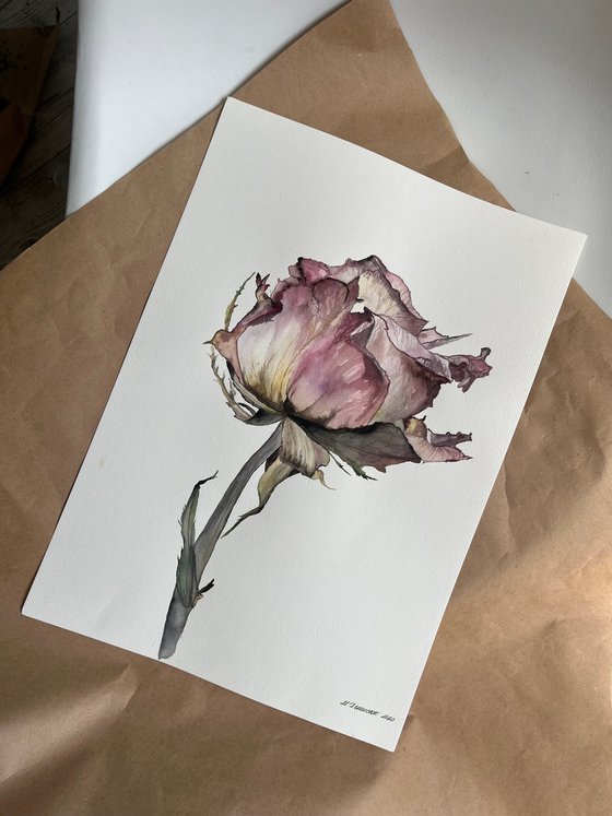Pink Rose Pastel