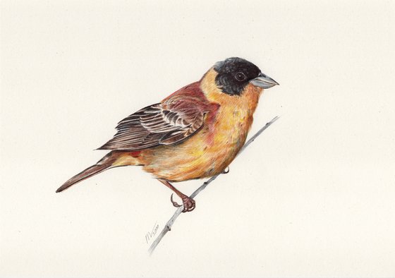 Black-headed Bunting